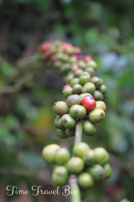 Jak rośnie kawa? Gałązka kawowca w Wietnamie.
