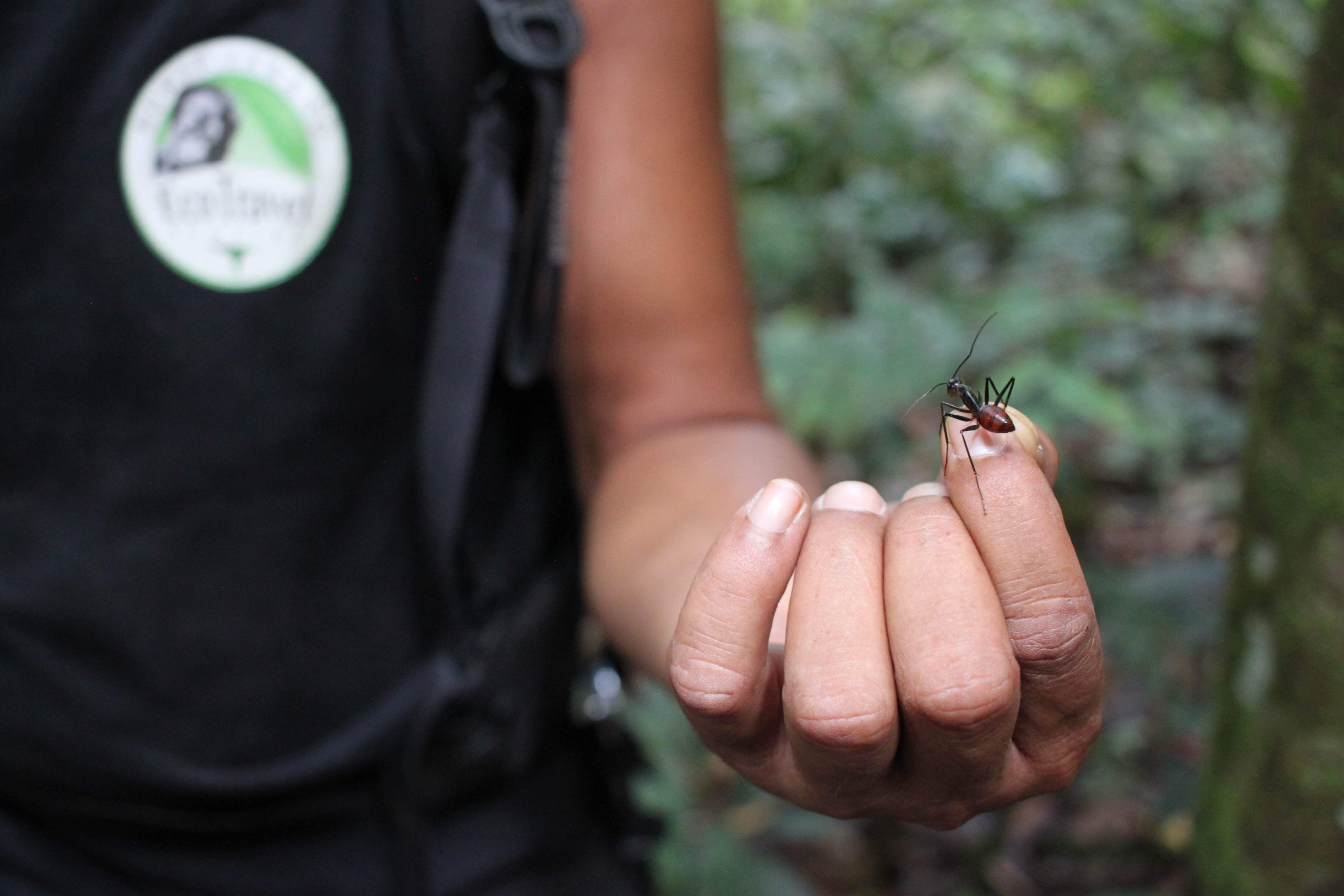 Ogniste mrówki w dżungli równikowej Sumatry.