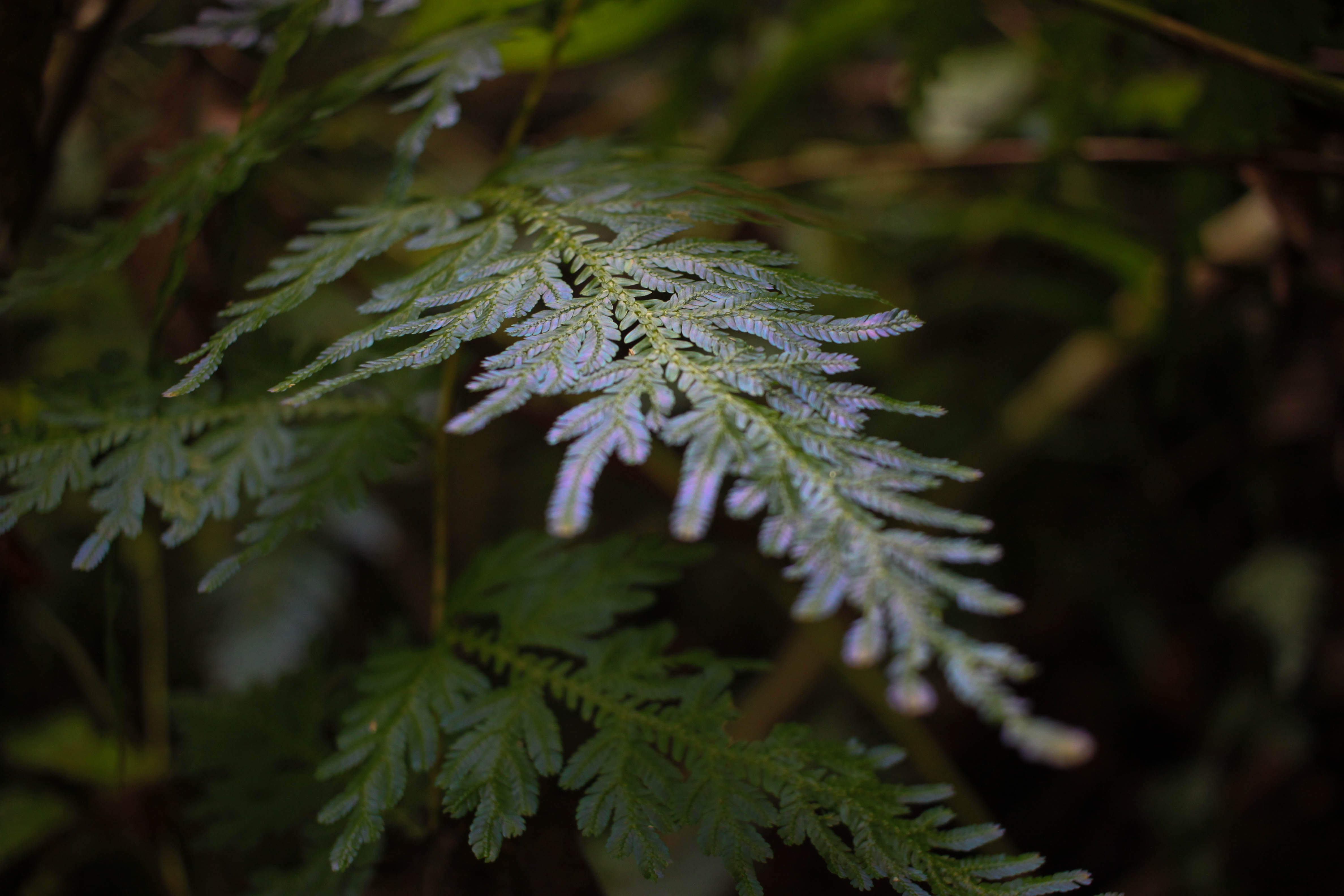 Gunung Leuser National Park Przyroda Parku Narodowego Gunung Leuser na Sumatrze.