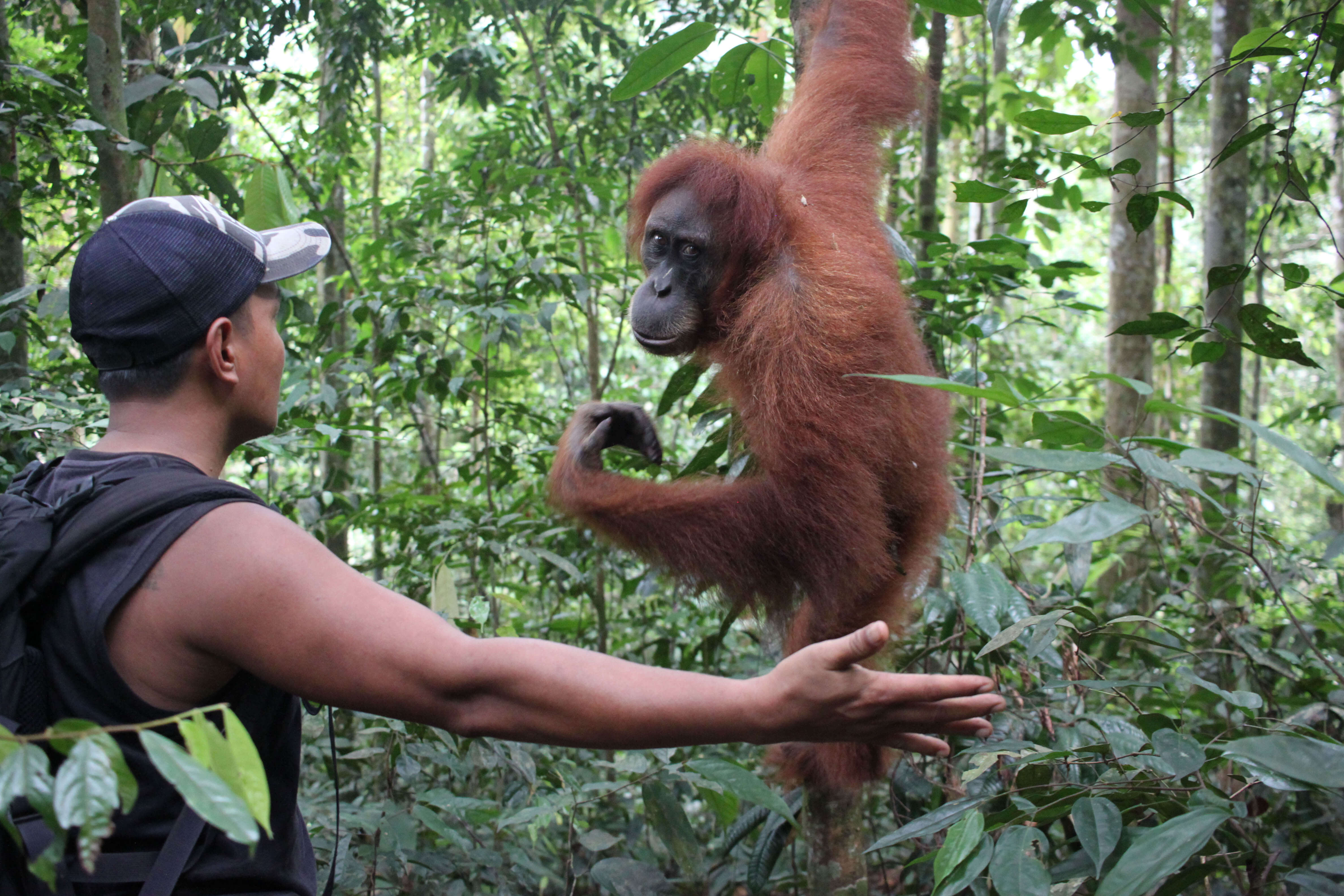 Orangutan w dżungli Sumatry podczas trekkingu.