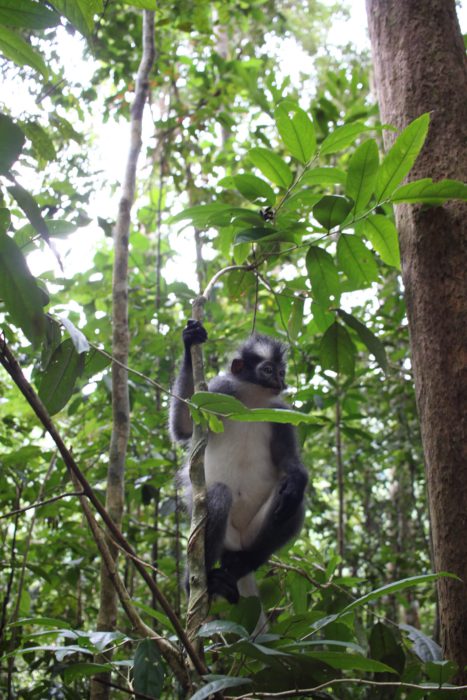 Małpa w dżungli Sumatry.