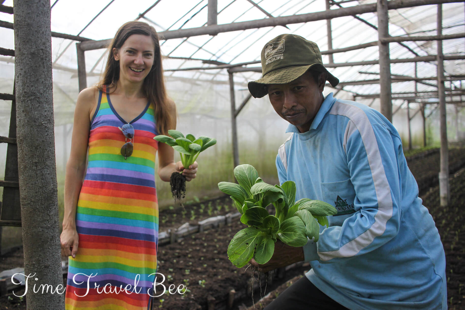 Eco farming in Indonesia, picking cabbage in the green house.