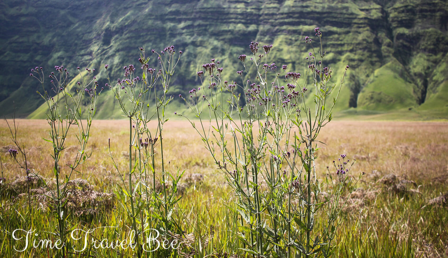 Przyroda, zielone wzgórza, przepiękne polne kwiaty.