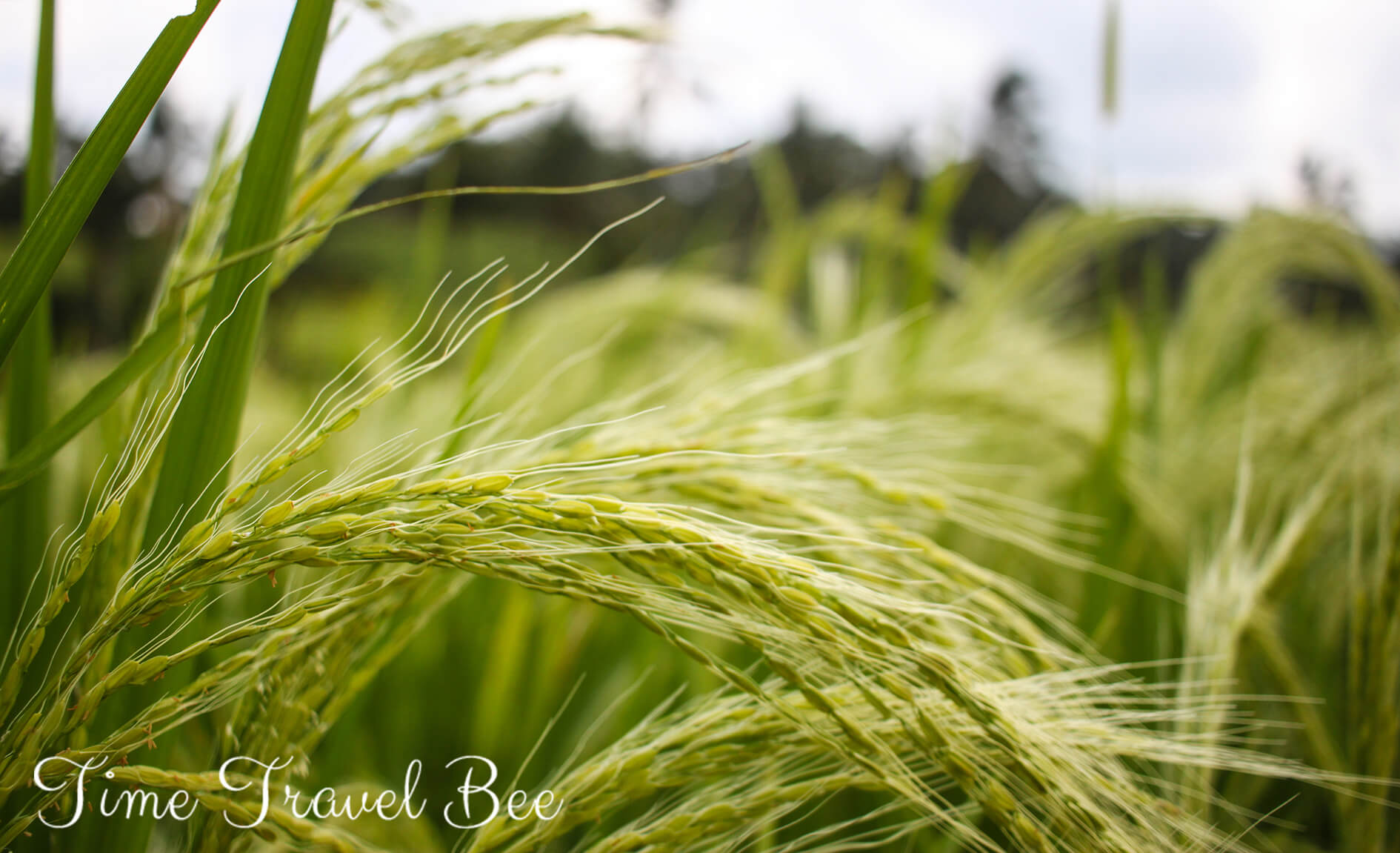 Pole ryżowe w Indonezji. Tarasy ryżowe Jatiluwih na Bali.