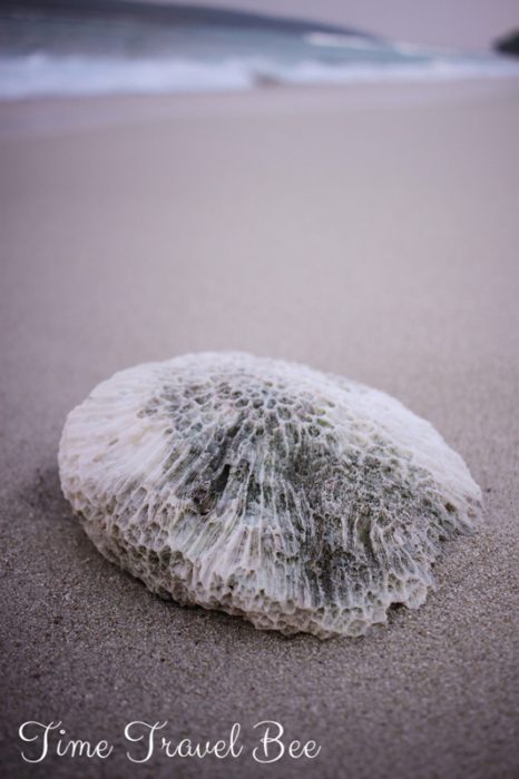 Nie zabieraj muszli z plaży. Odpowiedzialne podróżowanie