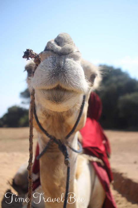 Wielbłąd w Algierii. Przewodnik po Algierii. Podróżowanie po Algierii. Wiza do Algierii.