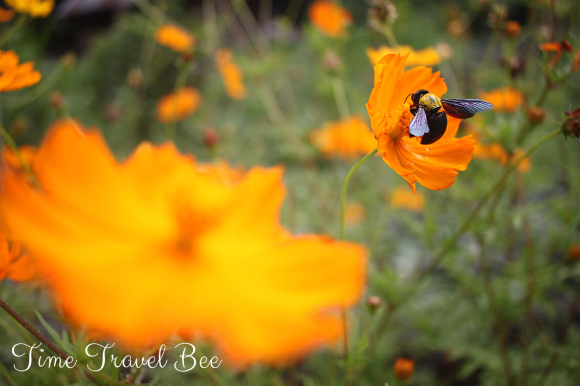 Jak każdy z nas może pomóc ocalić pszczoły od wyginięcia?