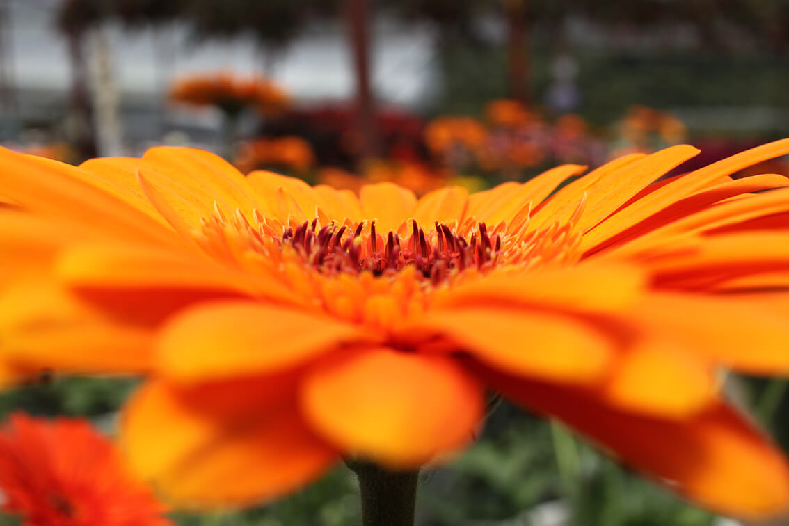 How to save the bees? Orange flower. Benefits of traveling. Conscious travel is good for well-being.