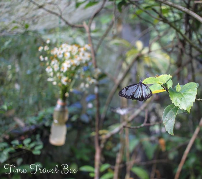 Butterfly in Bohol sitting next to the flowers.