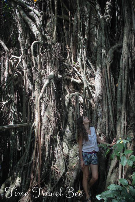 Wiekowe drzewo z konarami i dziewczyna patrzy na drzewo.