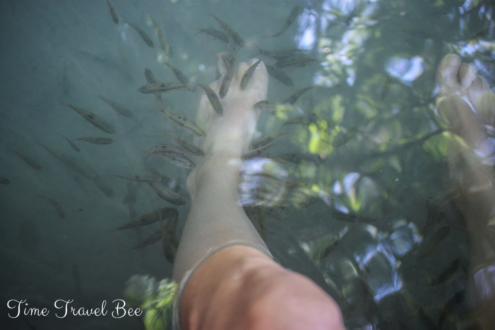 Fish SPA pod wiekowym drzewem na Wyspie Siquijor. Atrakcje motocyklem dookoła Siquijor, Filipiny.
