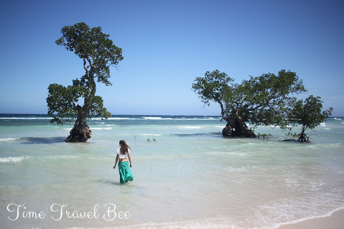 Old mangrove trees in Siquijor Island and white sand beach.