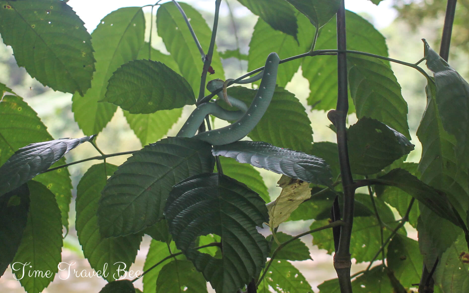 Zielony wąż na drzewie w Brunei.