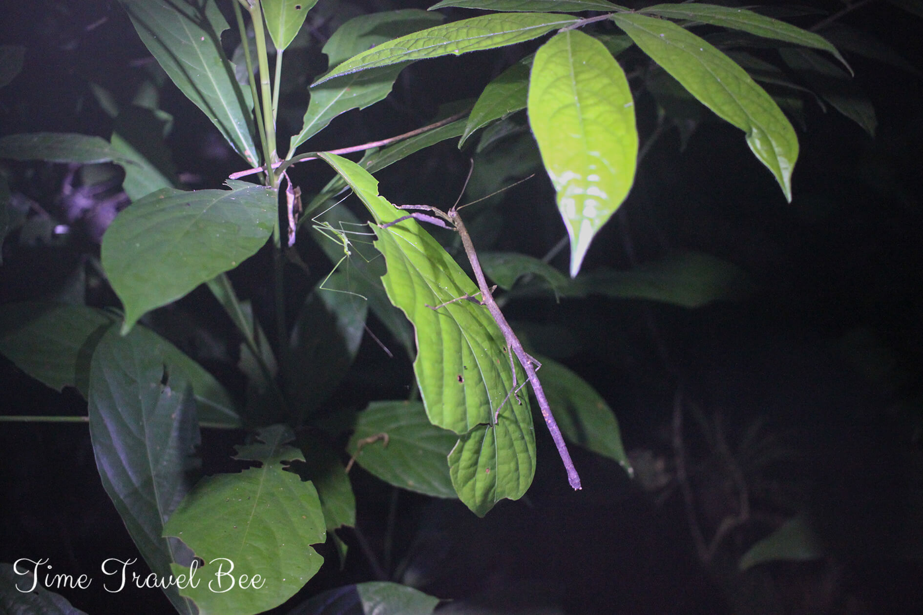 Nocny treking w dżungli Brunei Darussalam. Patyczak na liściu.