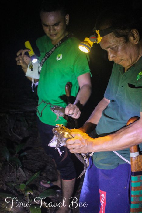 Polowanie na żaby w dżungli Borneo.