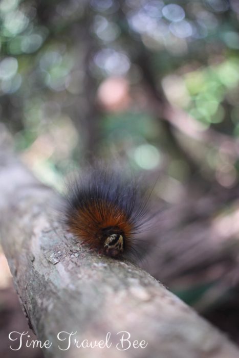 Odpowiedzialna turystyka w Brunei, ochrona środowiska i lasów deszczowych w Brunei.