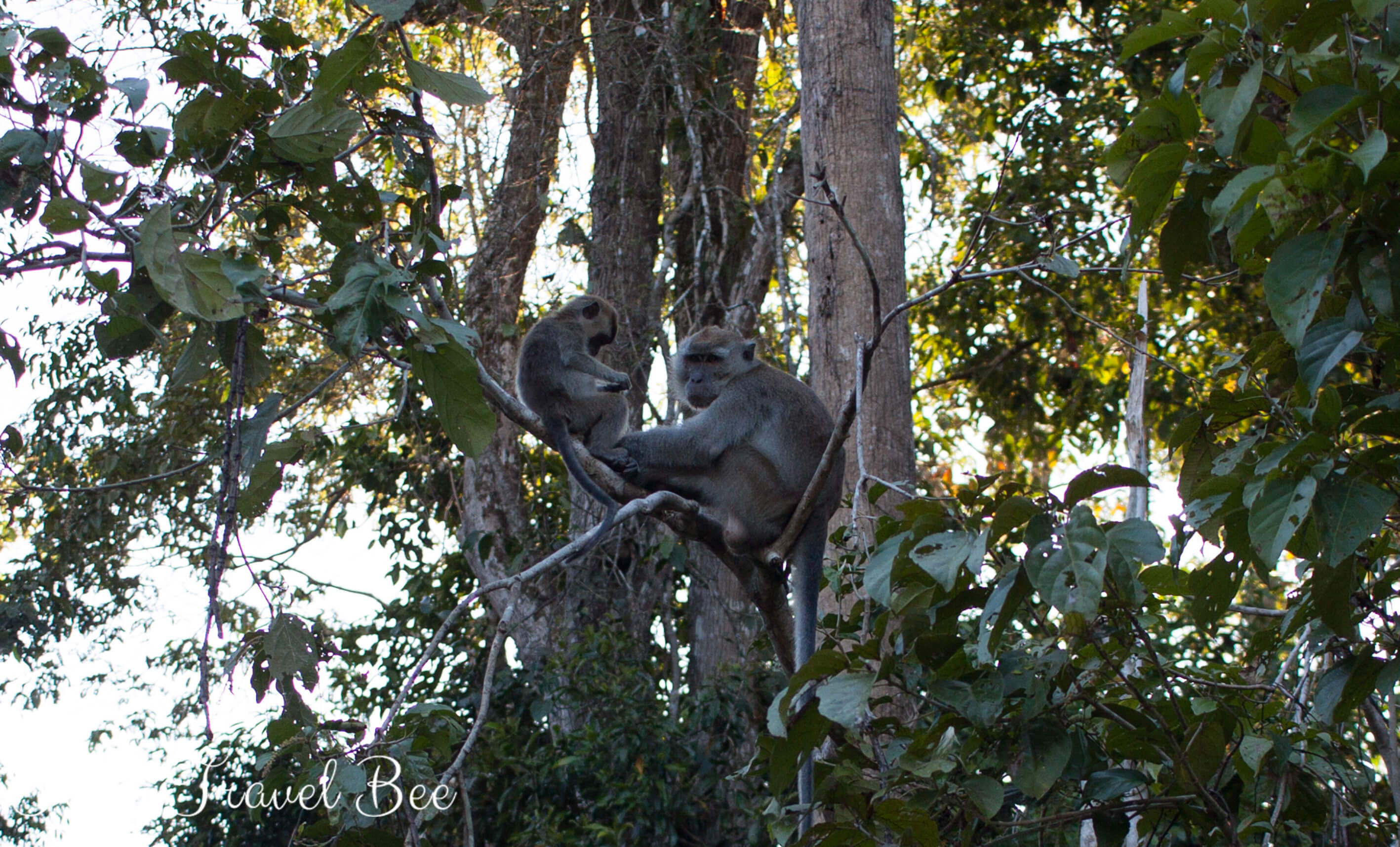 Dzikie zwierzęta przy rzece Kinabatangan, Sabah, Malezja.