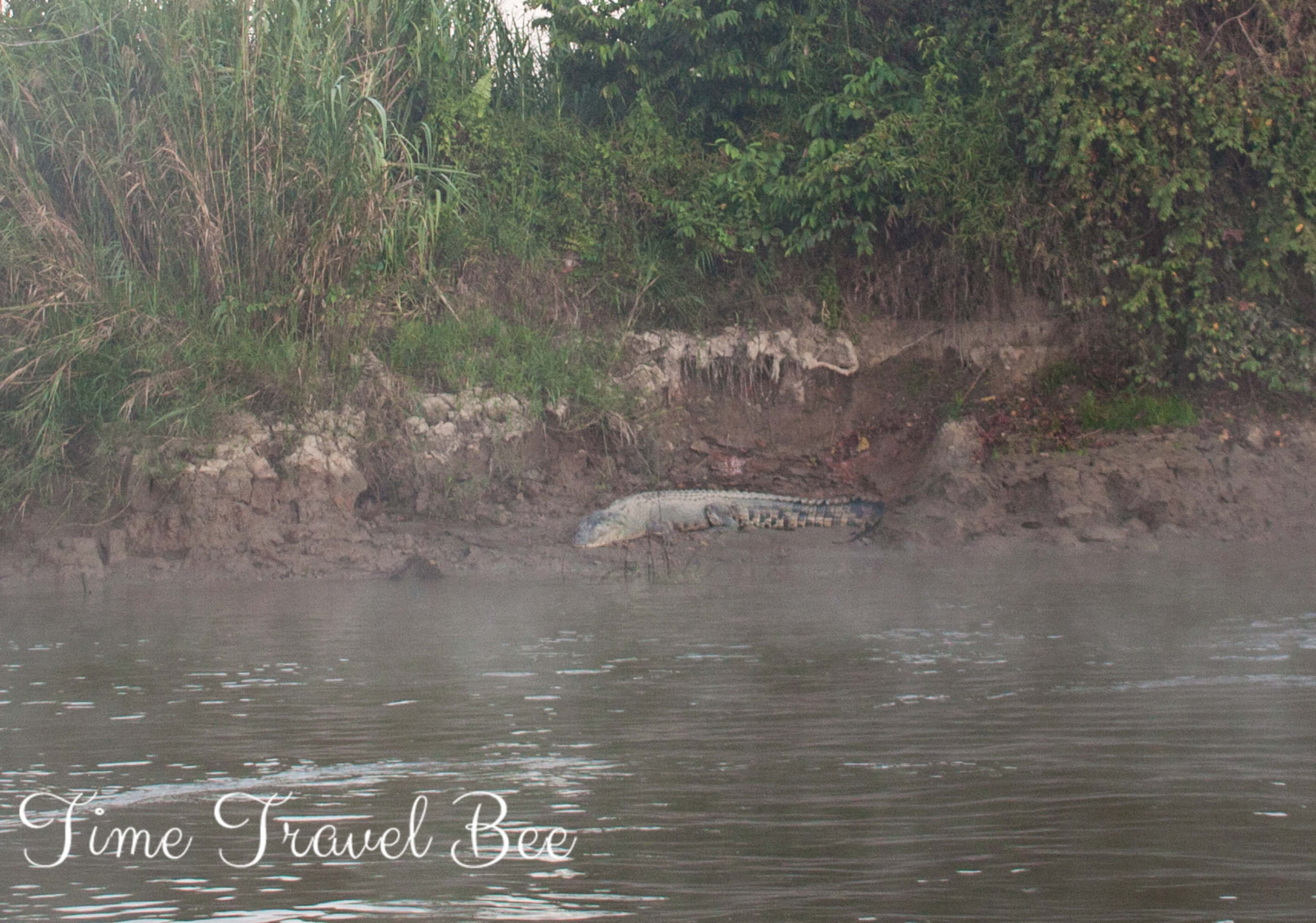 Krokodyl na Borneo podczas rejsu na rzece Kinabatangan.
