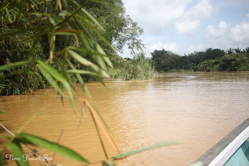 Orangutany, olej palmowy. Orangutany wyginięcie. Rzeka na Borneo.