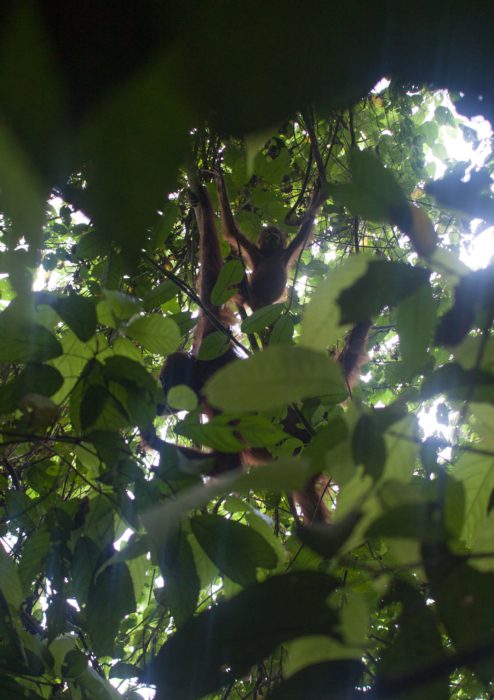 Dzikie orangutany Borneo w Parku Narodowym Kutai, Wschodni Kalimantan, Indonezja.