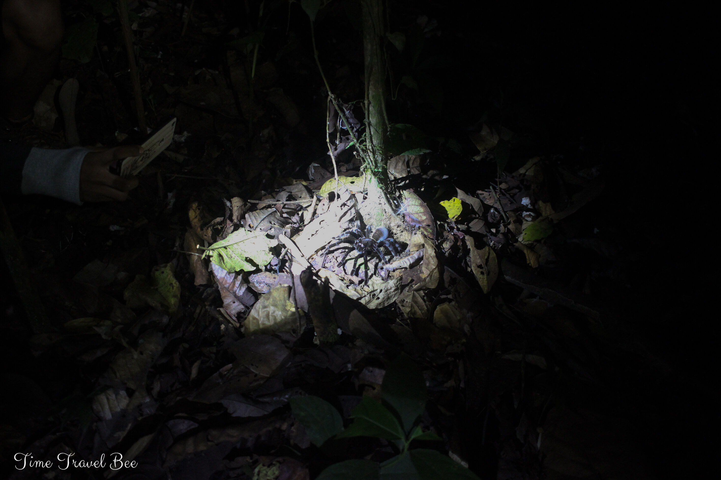 Trekking w dżungli w poszukiwaniu Tarantuli. Największa tarantula na Borneo.