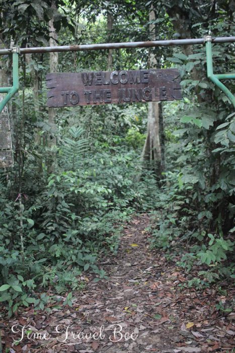 Trekking w dżungli Borneo. Jak dotrzeć do Parku Narodowego Kutai?