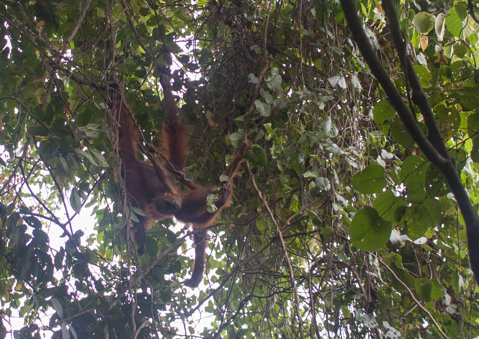 Gdzie zobaczyć orangutany na Borneo? Dzikie orangutany Wschodni Kalimantan, Indonezja.