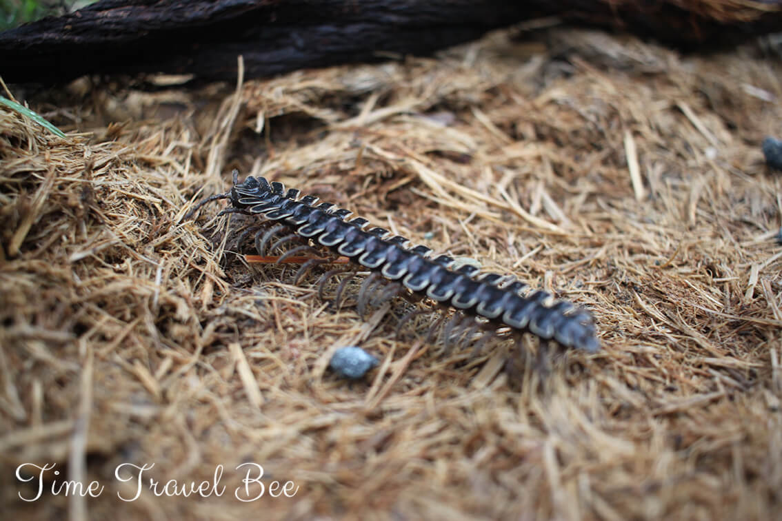 Robaki w dżungli Borneo. Długa dżdżownica.