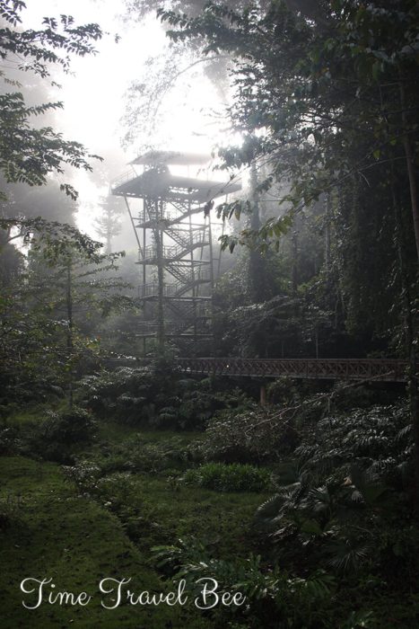 Wieża widokowa w Dolinie Danum. Lasy deszczowe Borneo, Malezja.