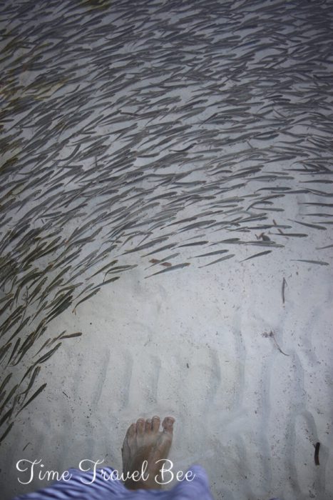 Park Narodowy Wysp Togian i życie podwodne.
