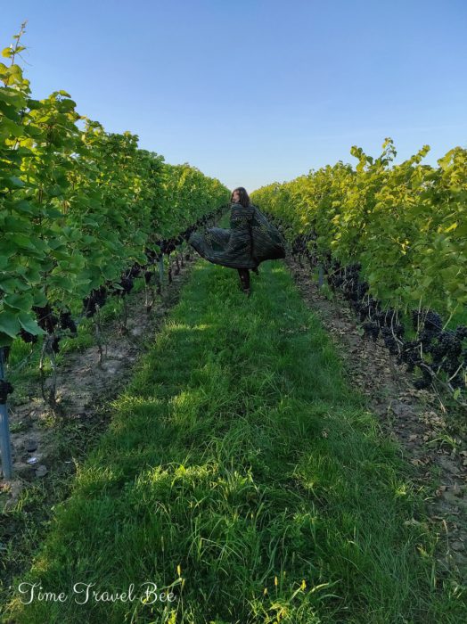 Degustacja i zwiedzanie winnicy Sandomierz. Atrakcje w okolicach Sandomierza.