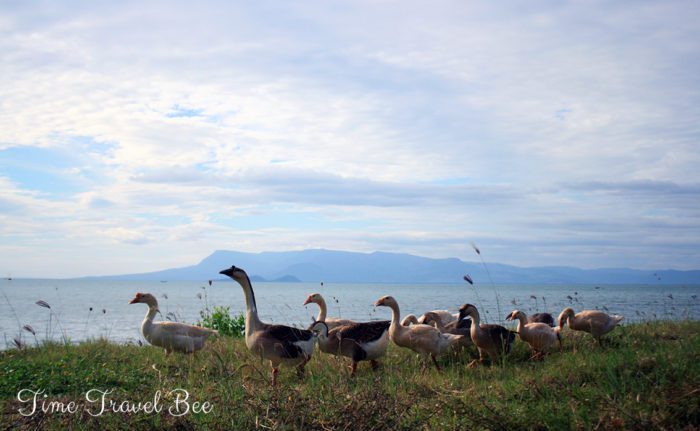 Beautiful landscape, ducks walking around.