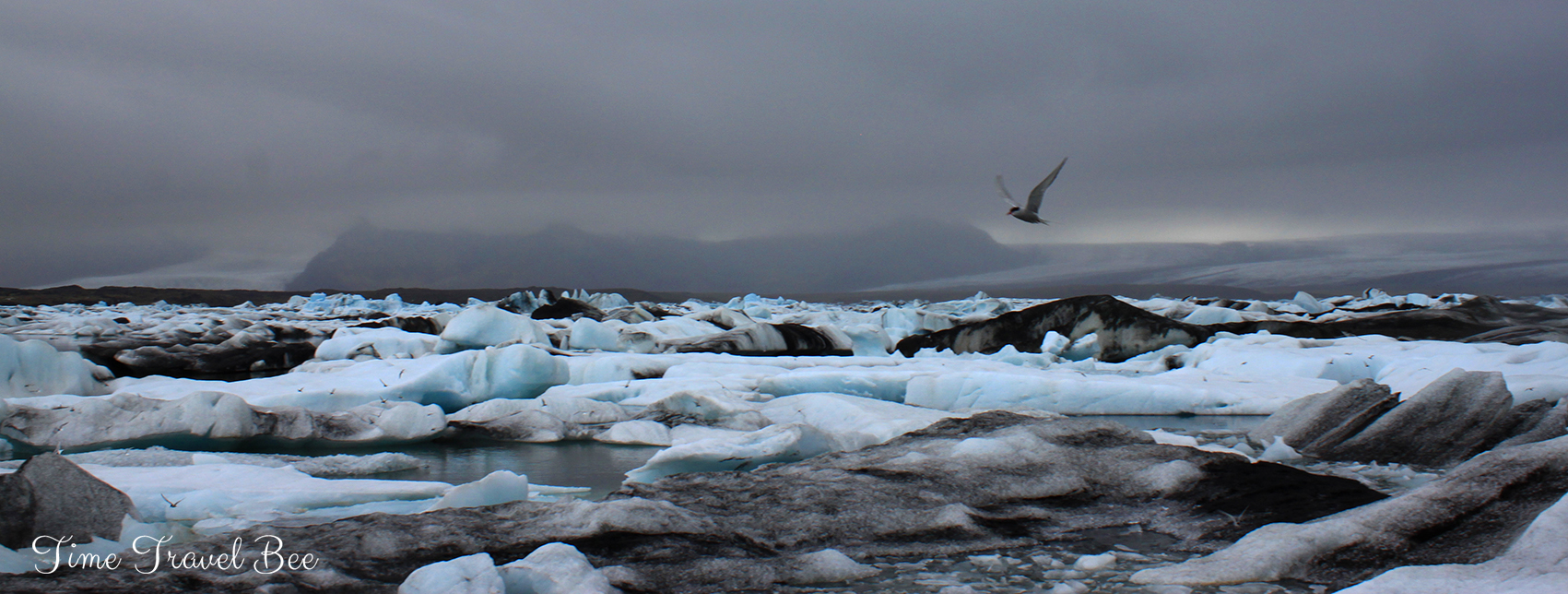 Glaciers in Iceland and bird flying over.