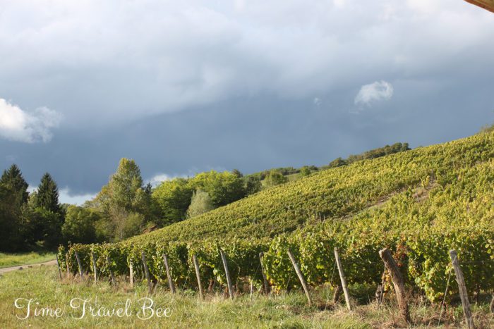 Wineyards, grapes, tokay, eger, highlights of Hungary.
